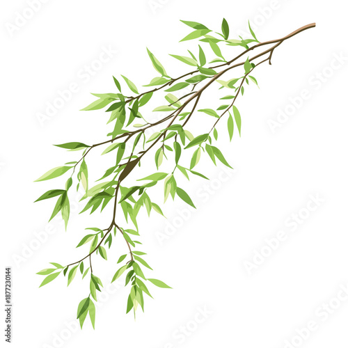 willow branches, plants, qingming festival, asia, festival, vector, transparent background, plant, branch, nature, herb, twig, decoration