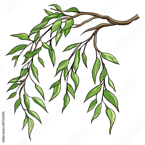 willow branches, plants, qingming festival, asia, festival, vector, transparent background, plant, branch, nature, herb, twig, decoration