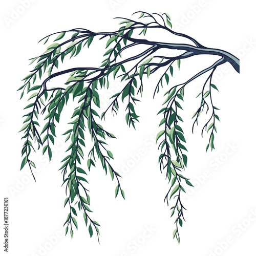 willow branches, plants, qingming festival, asia, festival, vector, transparent background, plant, branch, nature, herb, twig, decoration