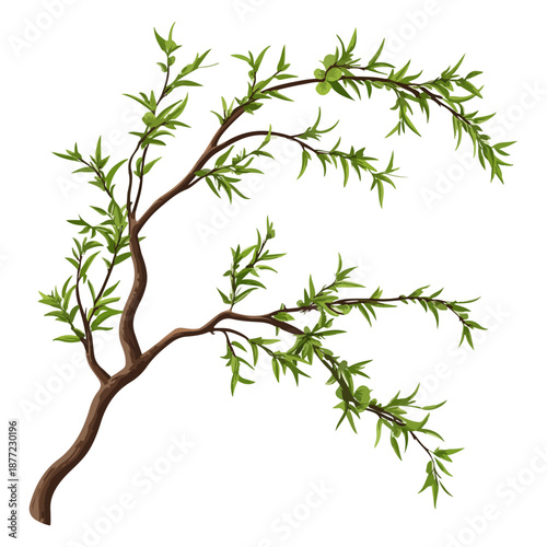willow branches, plants, qingming festival, asia, festival, vector, transparent background, plant, branch, nature, herb, twig, decoration