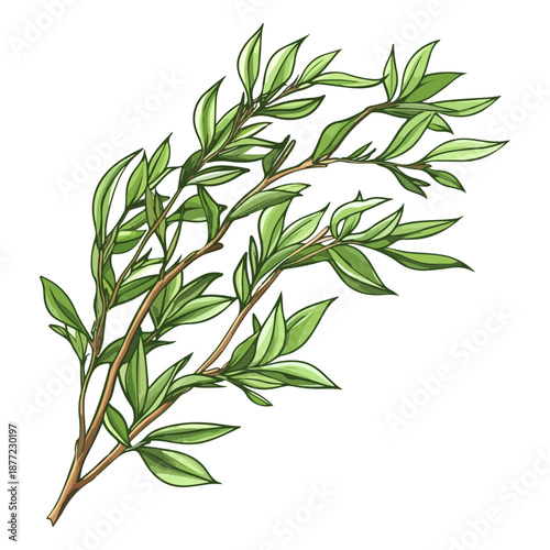 willow branches, plants, qingming festival, asia, festival, vector, transparent background, plant, branch, nature, herb, twig, decoration