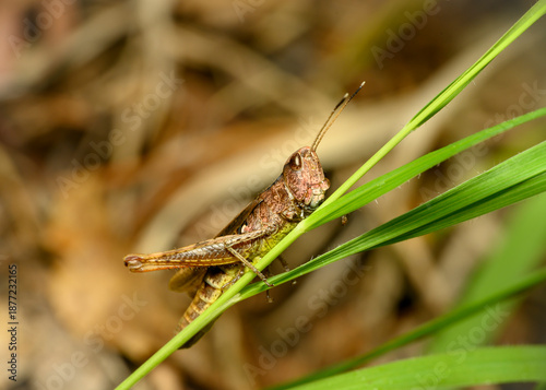 A close-up view of a grasshopper with a dewdrop on its forehead sitting on a leaf of grass in summer