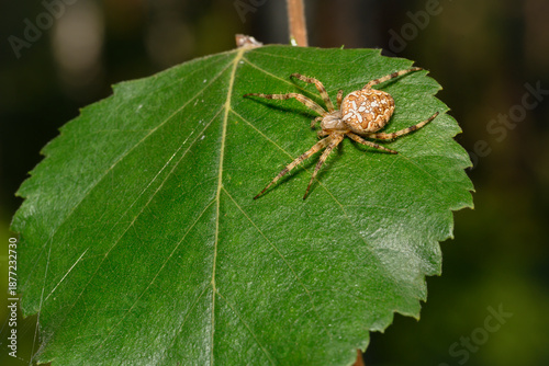 A spider weaves a web on a tree leaf