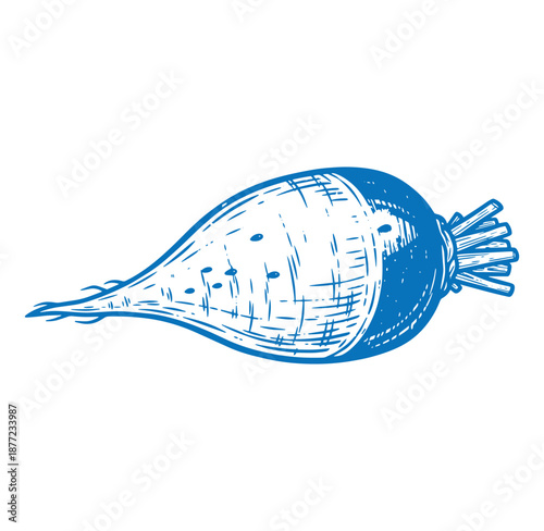bluesketchofturnipvegetableisolatedonwhitebackground
