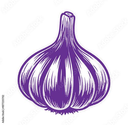 Purple garlic bulb illustration with white highlights on white background