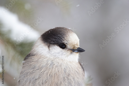 Bild auf Leinwand Portrait of cute fluffy gray Canada jay perched on the spruce branch in snowy white park in cold winter, it snows