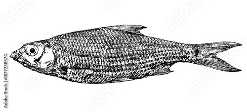 fish isolated on white background