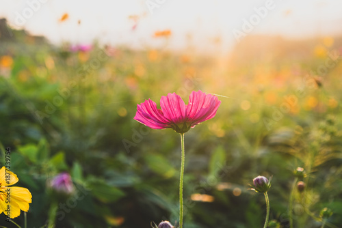 Cosmos flowers field in the morning