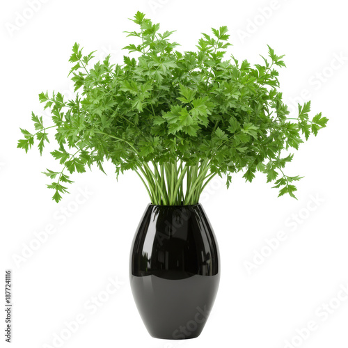 Fresh parsley herb in a sleek black vase culinary ingredient still life isolated on white background