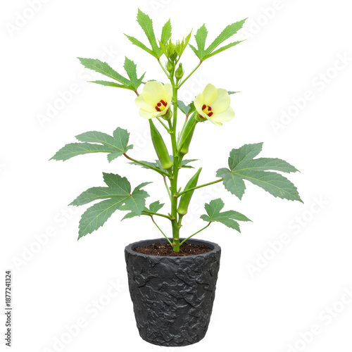 Vibrant okra plant in pot with delicate yellow flowers isolated on white background