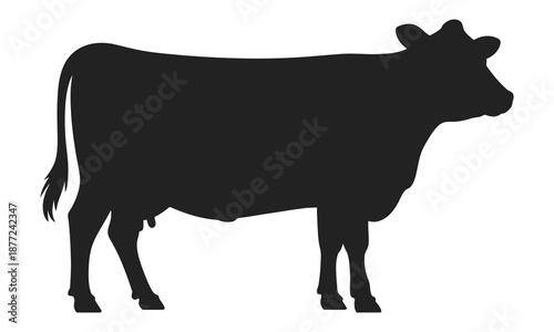 black cow standing alone