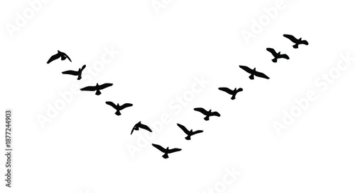 A flock of birds in flight depicted in a minimalist black and white silhouette