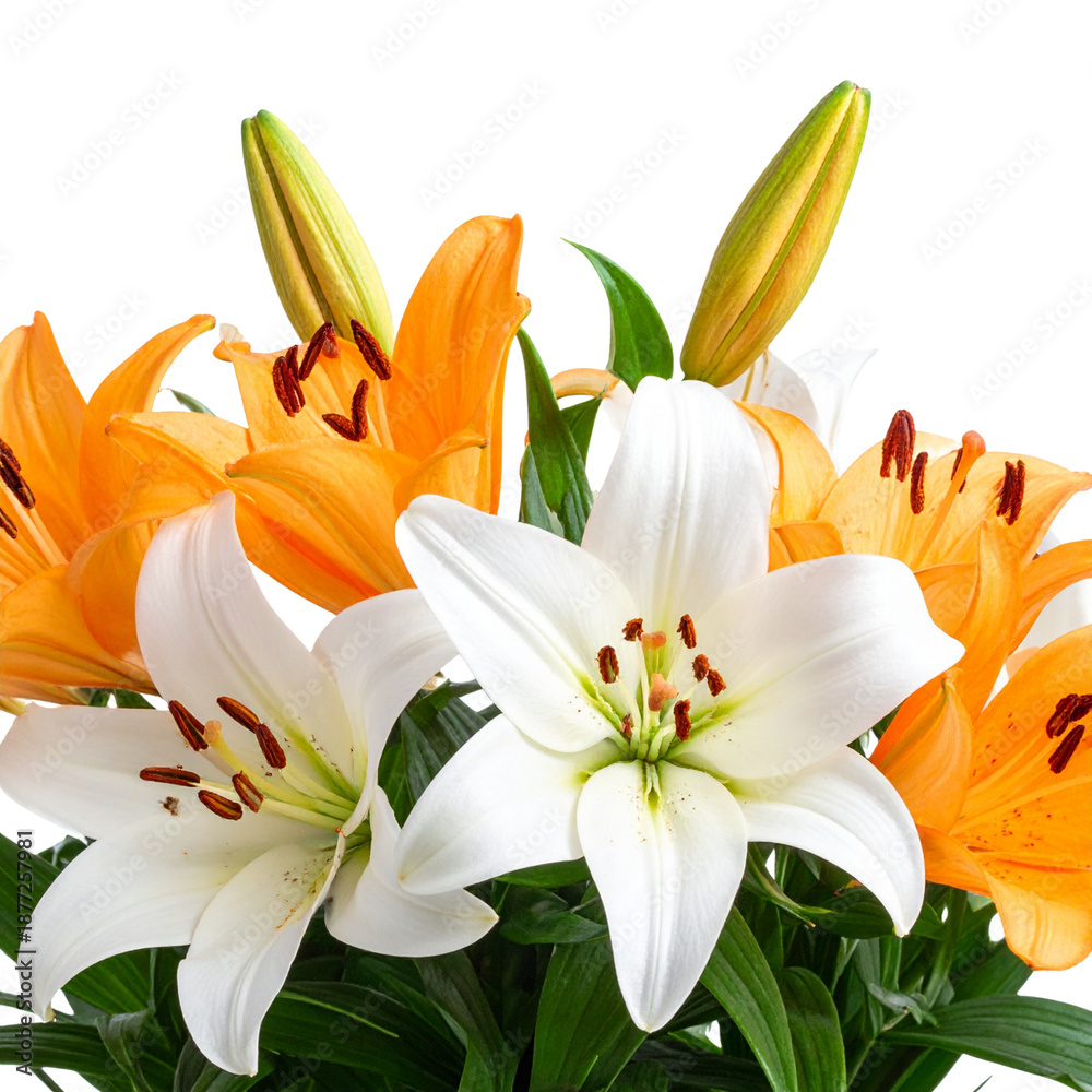 Fototapeta premium A beautiful macro close-up of blooming orange tiger lily flowers captures the vibrant petals and green leaves of this summer garden flora in nature