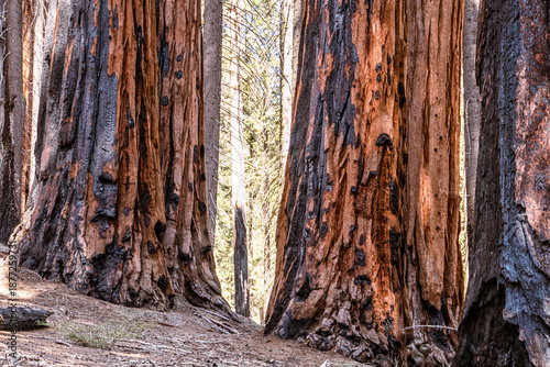 Two large trees with a lot of bark missing and a lot of dead wood. The trees are surrounded by a forest