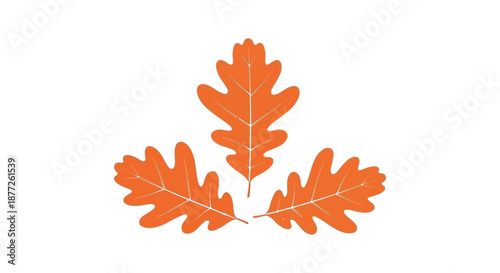 A vibrant arrangement of three orange oak leaves displayed against a stark white background silhouette