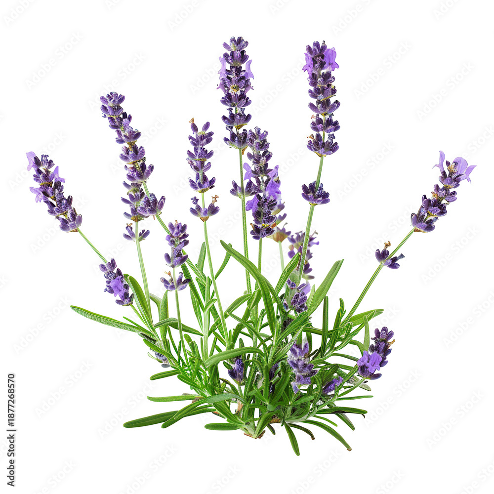 Naklejka premium Fresh lavender plant with vibrant purple flowers and green foliage isolated on white background