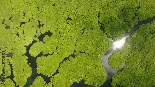 Dense mangrove forest with bright green vegetation and waterways reflecting daylight. Siargao, Philippines.