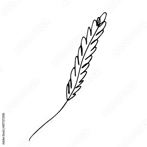 Hand drawn cereal wheat oat rye barley rice ears spikelet clipart Organic wheat bread agriculture farming harvest healthy food Single element for print packaging label design decor