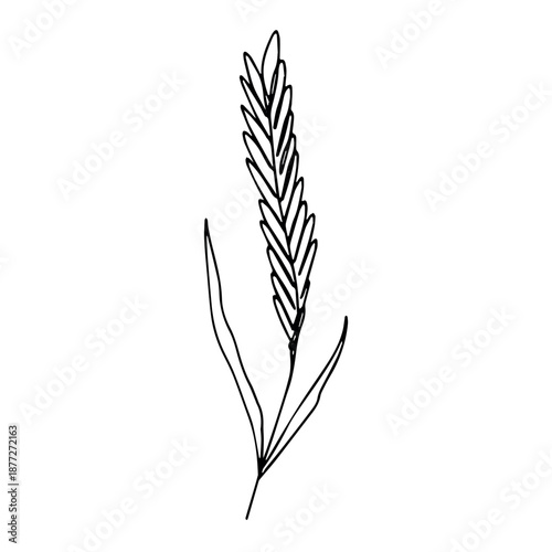Hand drawn cereal wheat oat rye barley rice ears spikelet clipart Organic wheat bread agriculture farming harvest healthy food Single element for print packaging label design decor