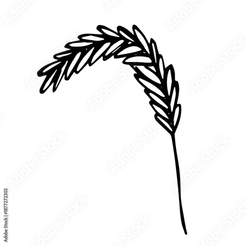 Hand drawn cereal wheat oat rye barley rice ears spikelet clipart Organic wheat bread agriculture farming harvest healthy food Single element for print packaging label design decor