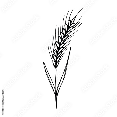 Hand drawn cereal wheat oat rye barley rice ears spikelet clipart Organic wheat bread agriculture farming harvest healthy food Single element for print packaging label design decor