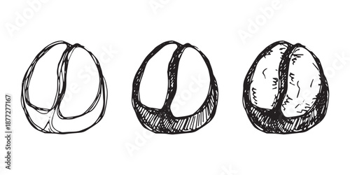 Set of hand drawn fresh roasted coffee bean Arabica robusta seed doodle Single element for design print packaging label decor