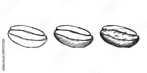 Set of hand drawn fresh roasted coffee bean Arabica robusta seed doodle Single element for design print packaging label decor