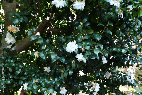 山茶花の白色の花