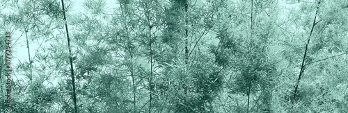 Bamboo grove in morning light and shade of serene springtime atmosphere.