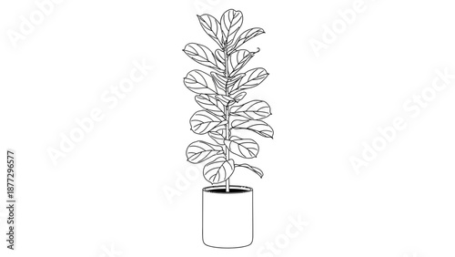 Fiddle Leaf Fig Plant Outline Drawing