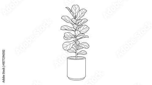 Fiddle Leaf Fig Plant Outline Drawing in Pot