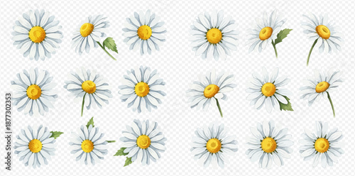 Set of beautiful watercolor daisy flowers with white petals and yellow centers, perfect for spring and summer designs.