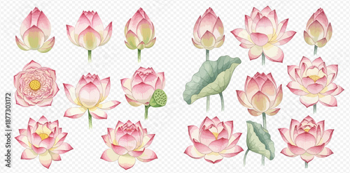 Watercolor collection of pink lotus flowers and buds in various stages of bloom with leaves, isolated on a transparent background.