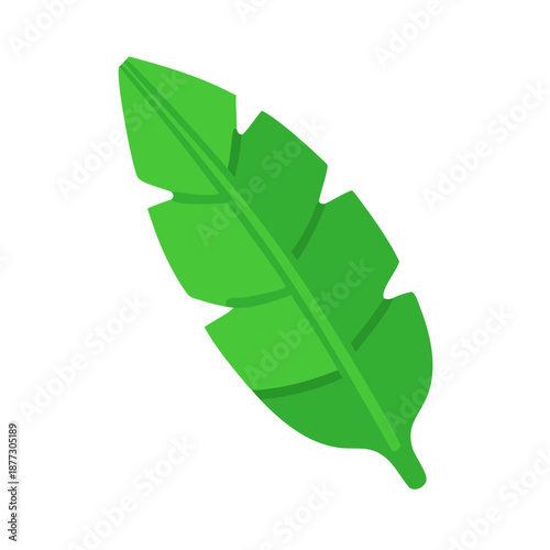 Bright green banana leaf illustration on White Background