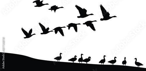 Silhouette of flying and standing geese, migratory bird flock over hill landscape, wildlife vector illustration isolated on white background design