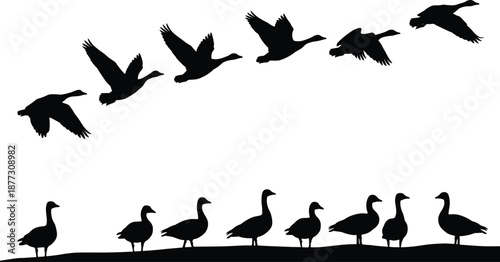 Silhouette of flying and standing geese, migratory birds in formation, wildlife illustration isolated on white background for nature concepts design