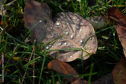 Closeup Of Dew Drops On Brown Autumn Leaf In Morning Light On Forest Floor