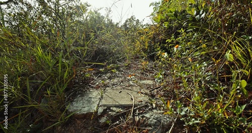 Butterfly hovering over wild flowers on a sunny hiking trail. Overgrown path with green grass and bushes. Natural sunlight. Outdoor adventure and biodiversity concept.