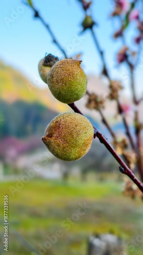 Unripe fuzzy fruit growing on branch with blurred natural background, evoking fresh and peaceful outdoor atmosphere