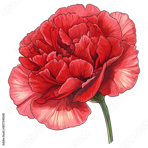single carnation, red, mother's day, festival, vector, transparent background, flower, nature, plant, beauty, blossom, bloom, color, flora, floral