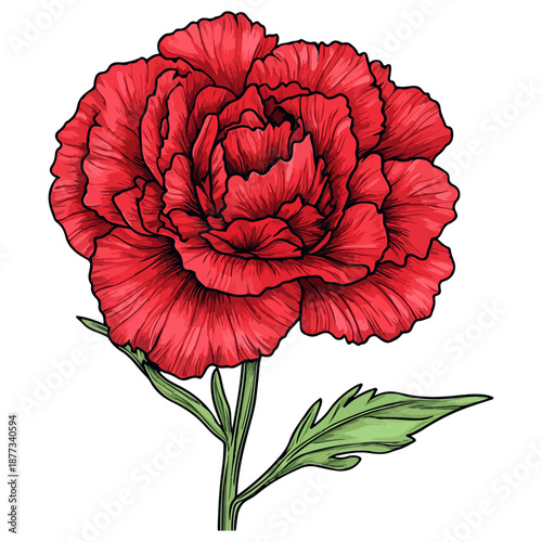 single carnation, red, mother's day, festival, vector, transparent background, flower, nature, plant, beauty, blossom, bloom, color, flora, floral