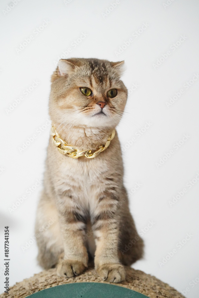 Obraz premium Stylish cat with golden chain collar poses elegantly against plain background. feline unique features and playful demeanor create charming and captivating image
