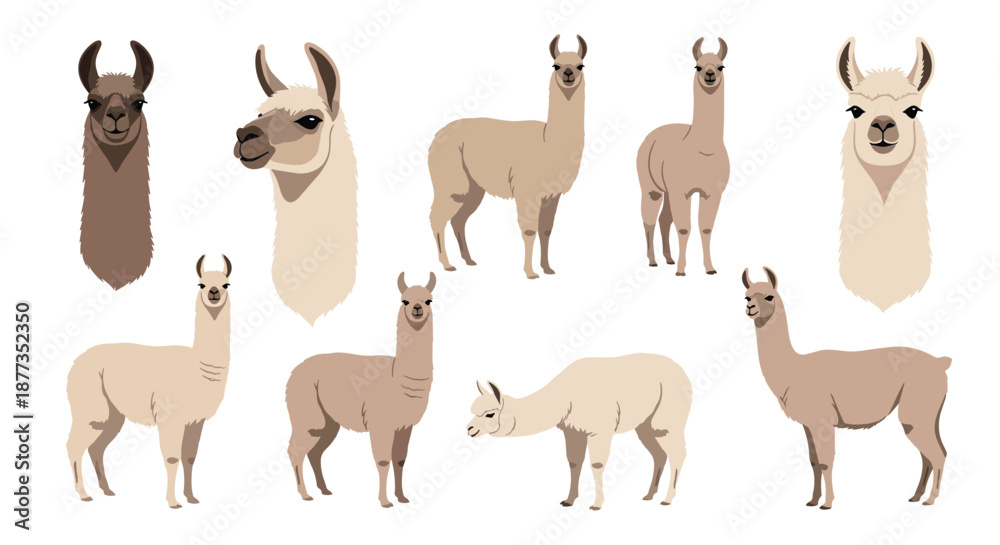 Fototapeta premium Collection of cute llamas and alpacas in various poses and different colors, including full body views and portrait heads.