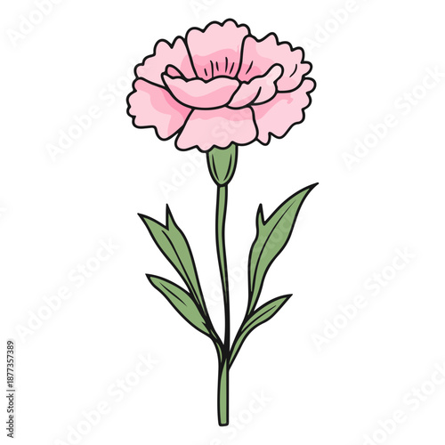 single carnation, pink, mother's day, festival, vector, transparent background, flower, isolated, plant, nature, blossom, carnation, floral, bloom, beauty, flora
