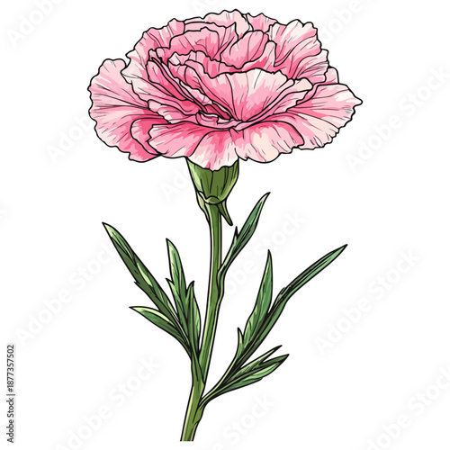 single carnation, pink, mother's day, festival, vector, transparent background, flower, isolated, plant, nature, blossom, carnation, floral, bloom, beauty, flora