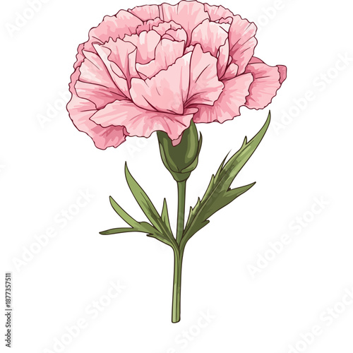 single carnation, pink, mother's day, festival, vector, transparent background, flower, isolated, plant, nature, blossom, carnation, floral, bloom, beauty, flora