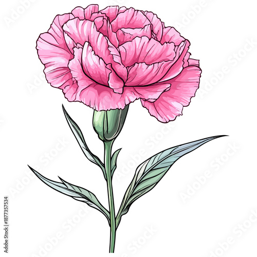 single carnation, pink, mother's day, festival, vector, transparent background, flower, isolated, plant, nature, blossom, carnation, floral, bloom, beauty, flora