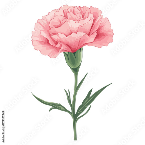 single carnation, pink, mother's day, festival, vector, transparent background, flower, isolated, plant, nature, blossom, carnation, floral, bloom, beauty, flora