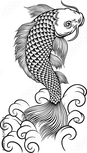 A koi carp coy fish. An ori...