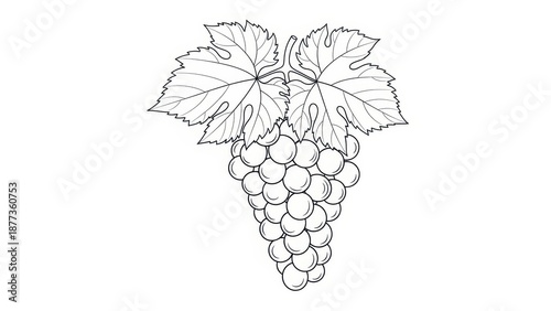 Grape cluster with leaves outline vector illustration